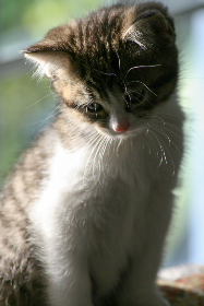 2015年国王杯决赛精彩直播全程回顾 2015年国王杯决赛精彩直播全程回顾