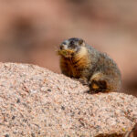 3d开奖结果229期精准预测与最新开奖号码查询 acf764s4x