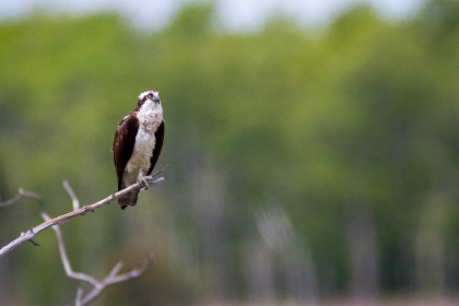 2015年世俱杯足球赛全程高清在线直播 2015年世俱杯足球赛全程高清在线直播